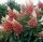  White, pink hydrangeas, seedlings in 1-2l containers, 20-30 cm