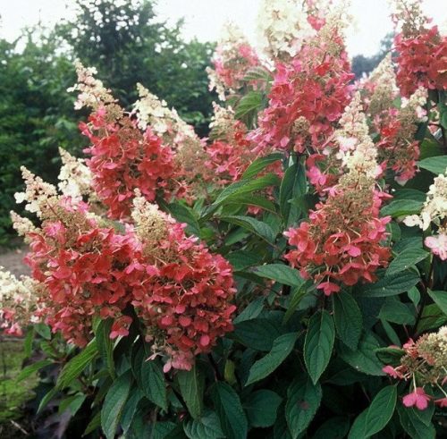  White, pink hydrangeas, seedlings in 1-2l containers, 20-30 cm