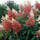  White, pink hydrangeas, seedlings in 1-2l containers, 20-30 cm