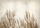 PAMPASS GRASS PHOTO WALLPAPER 400x280 bA-10095-aa