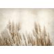 PAMPASS GRASS PHOTO WALLPAPER 400x280 bA-10095-aa