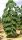  Paulownia ShanTong Oxygen Tree 100 Seeds