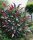  Tricolor Buddleia TRIKOLOR – PREMIUM SEEDS