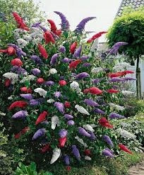  Tricolor Buddleia TRIKOLOR – PREMIUM SEEDS