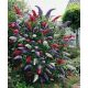  Tricolor Buddleia TRIKOLOR – PREMIUM SEEDS