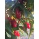  Edible Dogwood, ELEGANT, grafted seedlings in pots