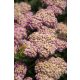  Yarrow SKYSAIL LIGHT PINK New! Miniature