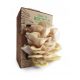 Mycelium of Mushrooms Kit for growing SNB Lemon Oyster Mushrooms