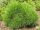  VARELLA mountain pine 20-30cm C5