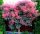  RED WIG TREE ON THE STUNK, ORIGINAL LARGE SEEDING