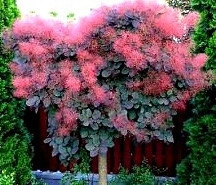  RED WIG TREE ON THE STUNK, ORIGINAL LARGE SEEDING