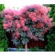  RED WIG TREE ON THE STUNK, ORIGINAL LARGE SEEDING