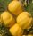  Japanese Quince, Quince Seedlings, Tinctures, PACKAGE 10