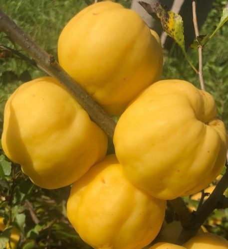  Japanese Quince, Quince Seedlings, Tinctures, PACKAGE 10