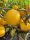  Japanese quince cuttings CIDO quince tinctures juice 4 years old