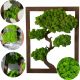 Images au mur IMAGE MOUSSE, ARBRE MOUSSE, BONSAÏ, IMAGE ARBRE MOUSSE, CADEAU 40 X 30