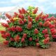  Hydrangea seedlings in a 2-3 liter container, 20-40 cm