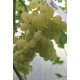  Kishmisz Baliet-Rebe 40-60 cm