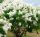  GARDEN LIBERTY WHITE // full bloom, wonderful scent!!!!!