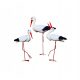  Decorative Garden Figure - 3 STORK FAMILY