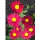  ROBINSON RED PINK PIERLEY FLOWERS LONG! Sowing 2 years