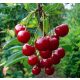  Cherries and cherries in Polish glass, seedling in 2-3l container, 100-120 cm