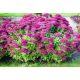  Sedum SEPTEMBERGLUT HIGH GROß 2L