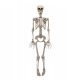  DECORATION HANGING SKELETON DEAD BONES 90CM